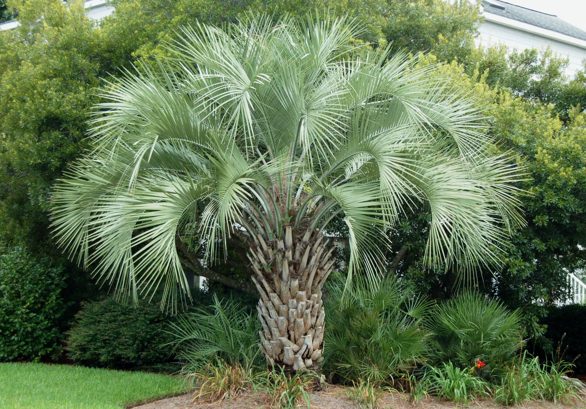 Пальма бутия: Описание пальмы