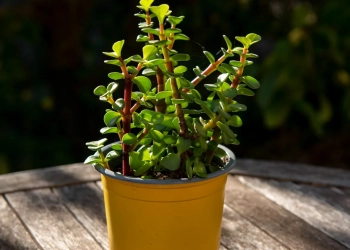 Портулакария